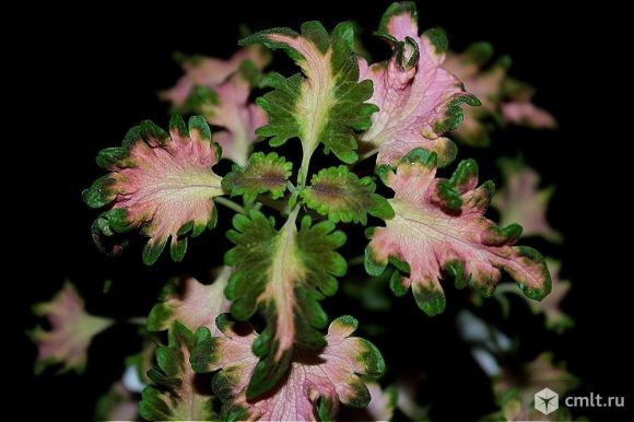 американская селекция. сорт ириса ancient secrets (blyth 2009). роза чайно гибридная marilyn monroe. американская роза элеонора буш. фуксия империал кроун.