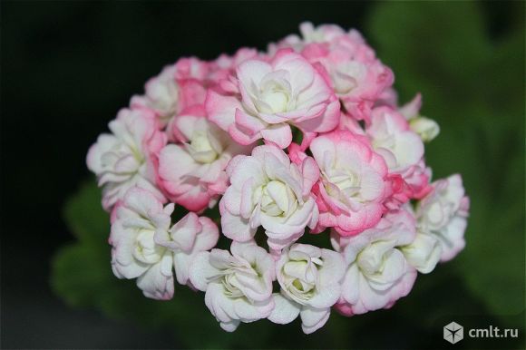 Сортовые пеларгонии.. Фото 1.