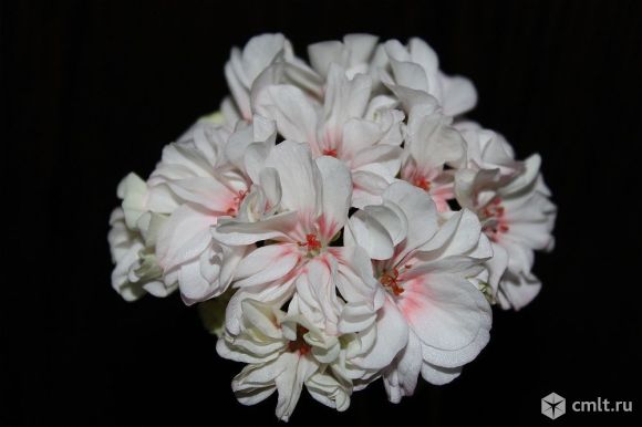 Сортовые пеларгонии.. Фото 8.