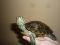 Красноухие черепахи. Фото 8.