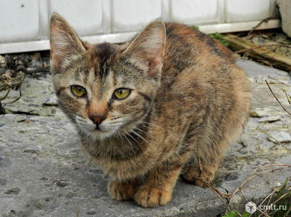 Найдена полосатая кошечка. Ищет новых хозяев.. Фото 1.