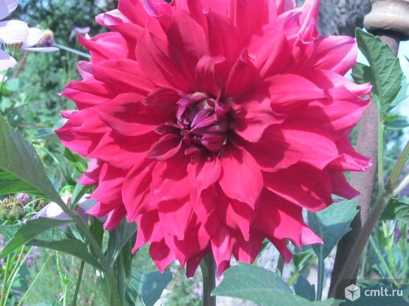 Георгины пророщенные. Фото 7.