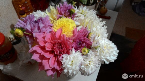 Георгины пророщенные. Фото 1.