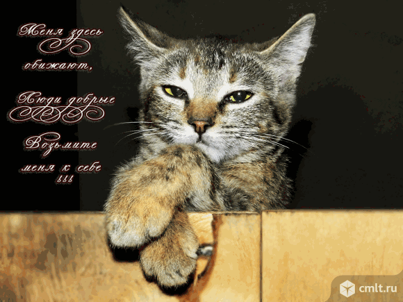 Найдена полосатая кошечка. Ищет новых хозяев.. Фото 4.