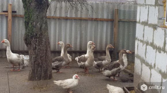 Семья серых крупных гусей. Фото 1.
