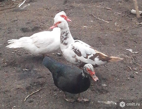 Яйцо инкубационное мускусных уток (индоутки). Фото 2.