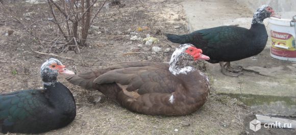 Яйцо инкубационное мускусных уток (индоутки). Фото 1.