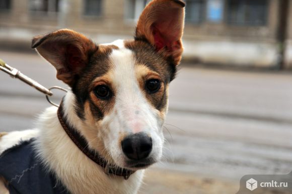 Стерилизованная девочка. Фото 1.