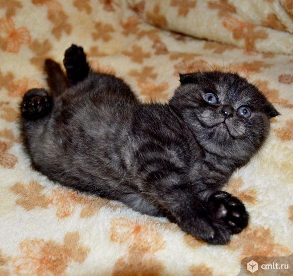Классные котята редкий окрас шотландцы (черный дым ). Фото 1.