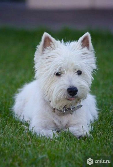Вест хайленд вайт терьер щенки