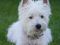 Вест хайленд вайт терьер щенки