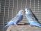Птенцы волнистых попугаев молоденькие (для обучения разговору). Фото 1.