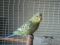 Птенцы волнистых попугаев молоденькие (для обучения разговору). Фото 2.