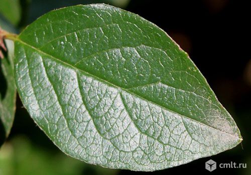 Саженцы Кизильник блестящий. Фото 1.