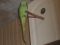 Зеленые птенцы ожереловых говорящих попугаев. Фото 2.
