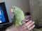 Зеленые птенцы ожереловых говорящих попугаев. Фото 7.