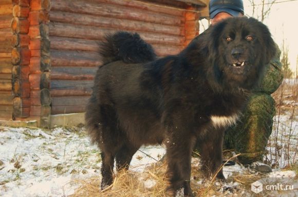 Овчарка банхар фото ЩенкиЛегендарной Монгольской овчарки Банхар - Воронеж - Доска объявлений Камелот