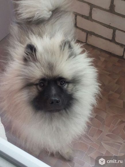 Щенок кеесхонда (вольфшпиц). Фото 1.