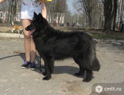 Продаются щенки бельгийской овчарки грюнендаль,с документами РКФ. Фото 1.