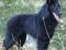 Продаются щенки бельгийской овчарки грюнендаль,с документами РКФ. Фото 3.
