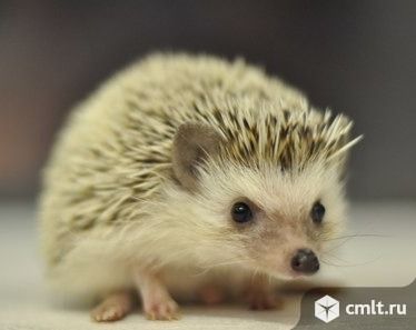 Южно-африканский карликовый ежик. Фото 1.