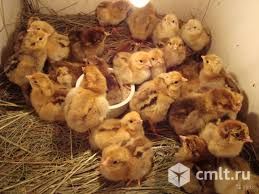 Цыплята кучинские юбилейные. Фото 1.