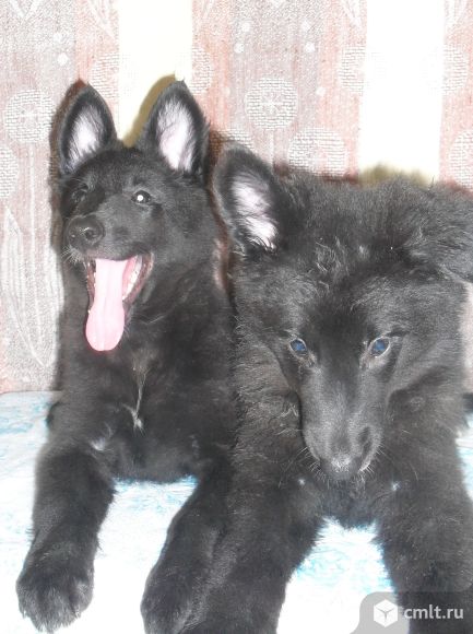 Продаются щенки бельгийской овчарки грюнендаль,с документами РКФ. Фото 8.