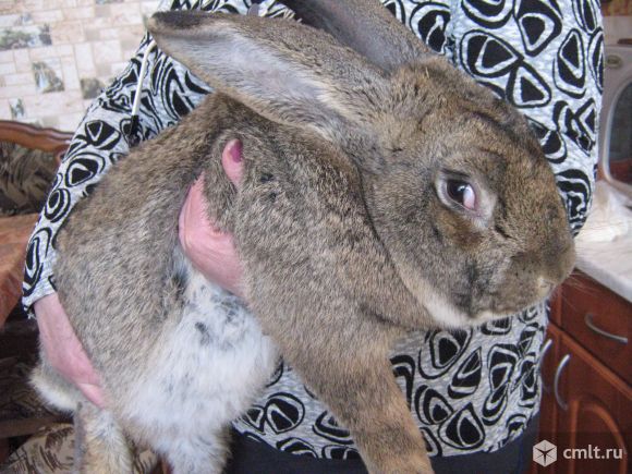 Продам кроликов. Фото 1.