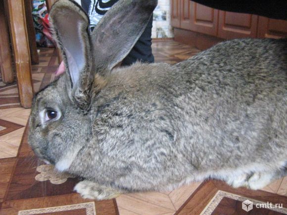 Продам кроликов. Фото 5.