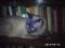 кот сиамский по кличке кузя с голубыми глазами черная морда и черные уши светлый окрас 
