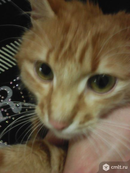 Найден пушистый рыжий кот.. Фото 2.