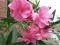 Олеандр махровый розовый. Фото 1.