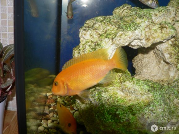 Цихлиды Малави Красная зебра, мальки. Фото 1.