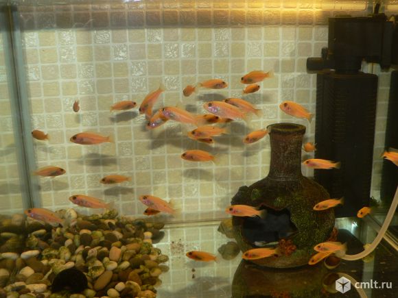 Цихлиды Малави Красная зебра, мальки. Фото 2.