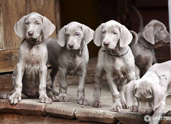 Щенки веймаранера. Фото 1.
