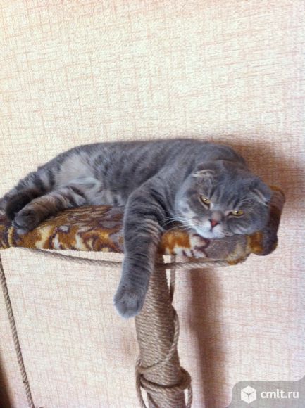 Вязка с шотландским вислоухим. Фото 1.