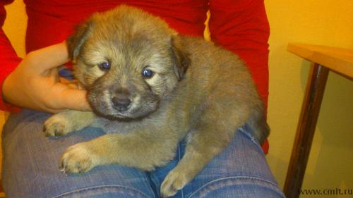 Отдам в дар, в добрые руки щенки чау-чау. Фото 1.