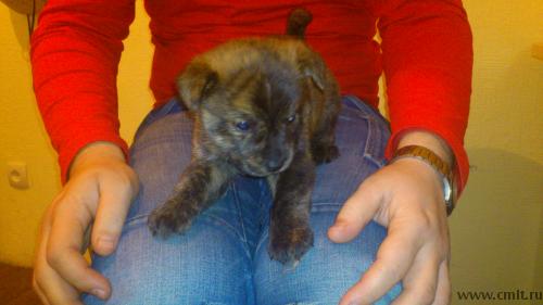 Отдам в дар, в добрые руки щенки чау-чау. Фото 6.