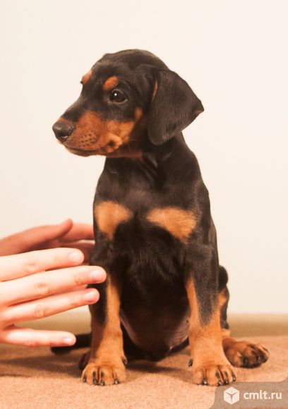Купить пинчера, щенки немецкого пинчера. Фото 4.