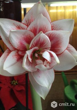 Гиппеаструм (Амариллис) сортовой. Фото 1.