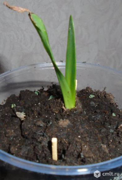 Гиппеаструм (Амариллис) сортовой. Фото 2.