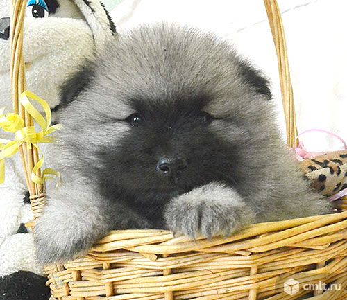 Кеесхонд - вольфшпиц. Щенки. Вязки. Фото 6.