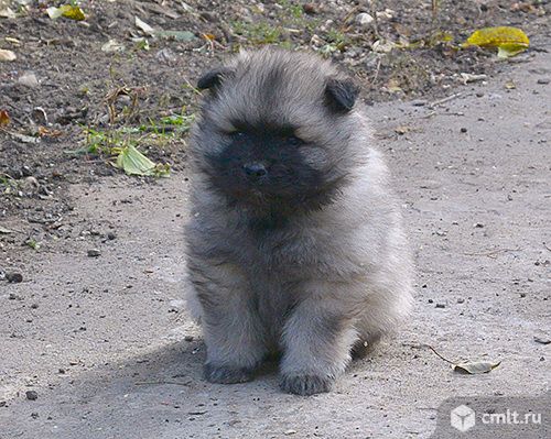 Кеесхонд - вольфшпиц. Щенки. Вязки. Фото 1.