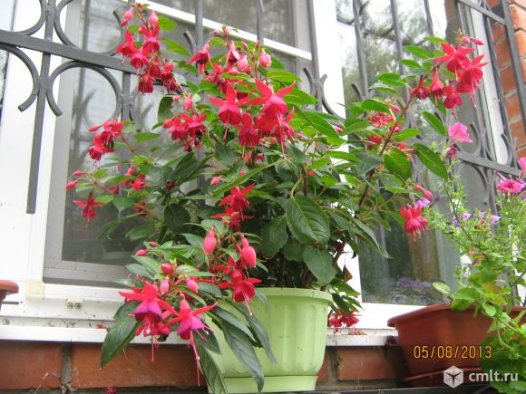 Фуксия кустовая. Фото 1.