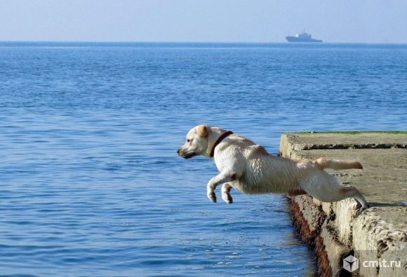 Лабрадор кобель для Вязки. Фото 1.