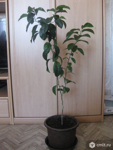 Апельсиновое дерево (дичка). Фото 1.