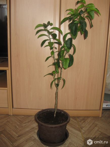 Апельсиновое дерево (дичка). Фото 3.