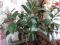 Кустовые кротоны и фикусы. и другие комнатные растения. Фото 1.
