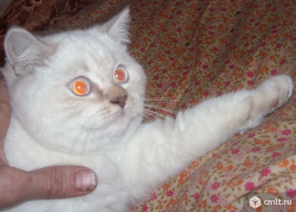 Британская кошка, 3 года, окрас колор-пойнт. Фото 1.