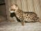 Бенгальский котик. Фото 2.